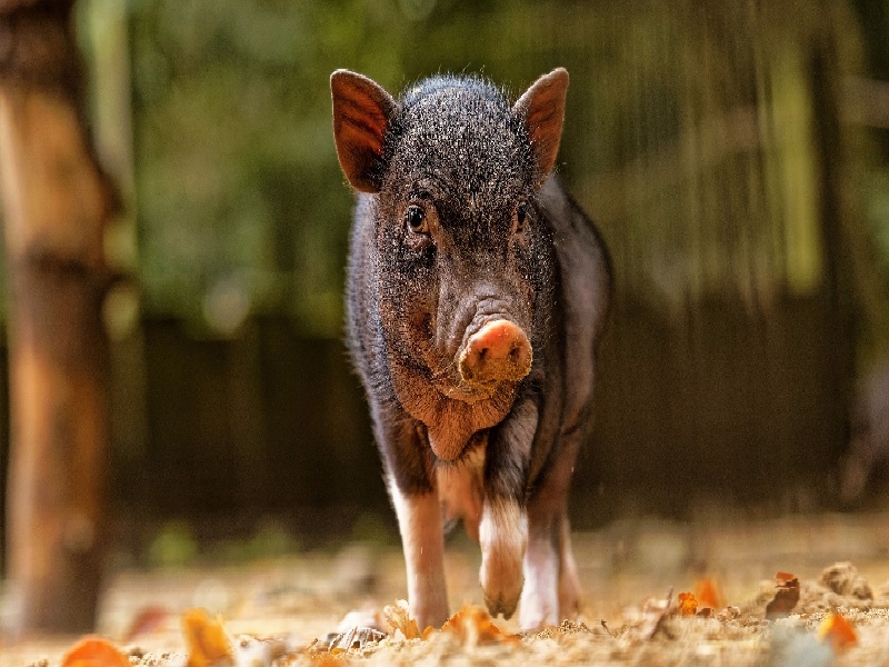 成都试管天大优先，输卵管不孕的治疗费用