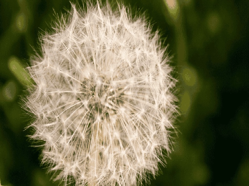 单身男士去泰国助孕费用，试管哪来的精子